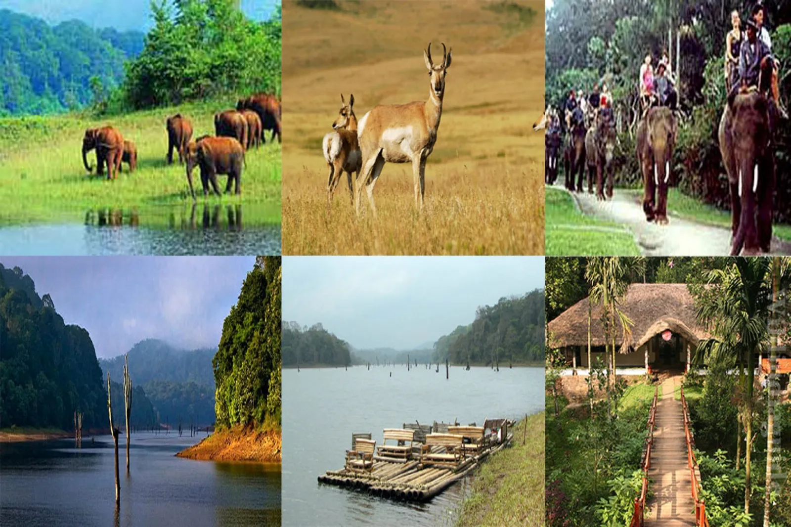 পেরিয়ার জঙ্গলে এক রাত